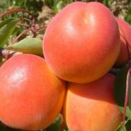 Саджанець Абрикос Спрінг Блаш в контейнері